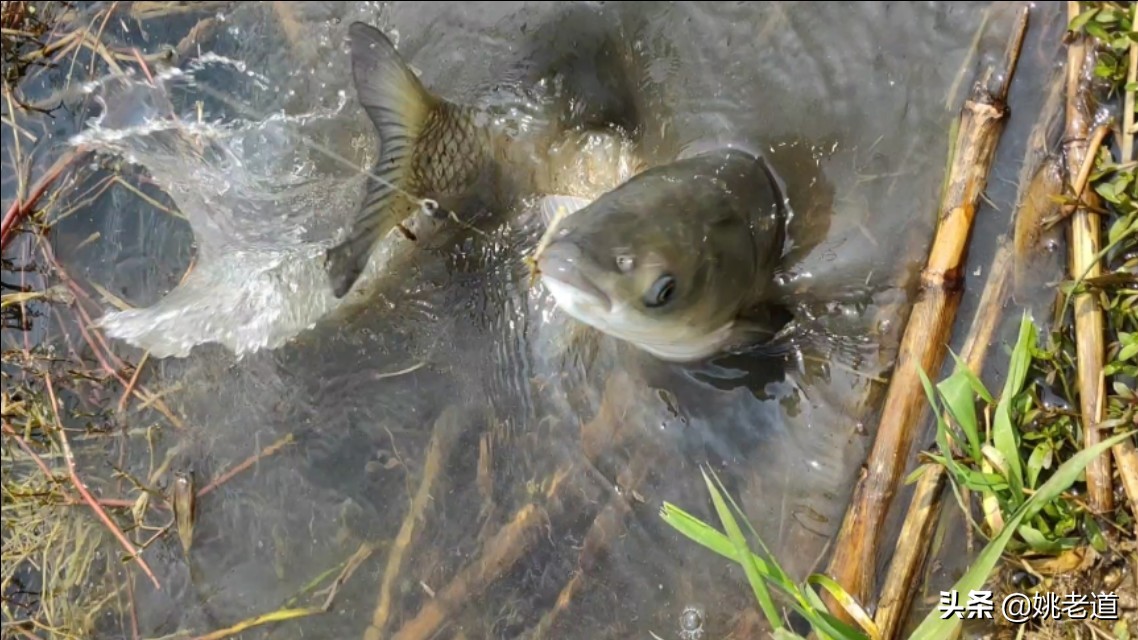 草鱼不腥是什么原因,草鱼上钩了怎么会脱钩