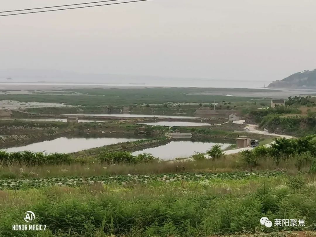 莱阳丁字湾,莱阳丁字湾最新消息
