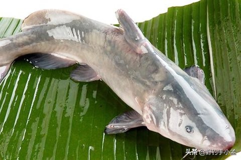 鮰鱼和鲶鱼钓法,野钓鮰鱼的方法