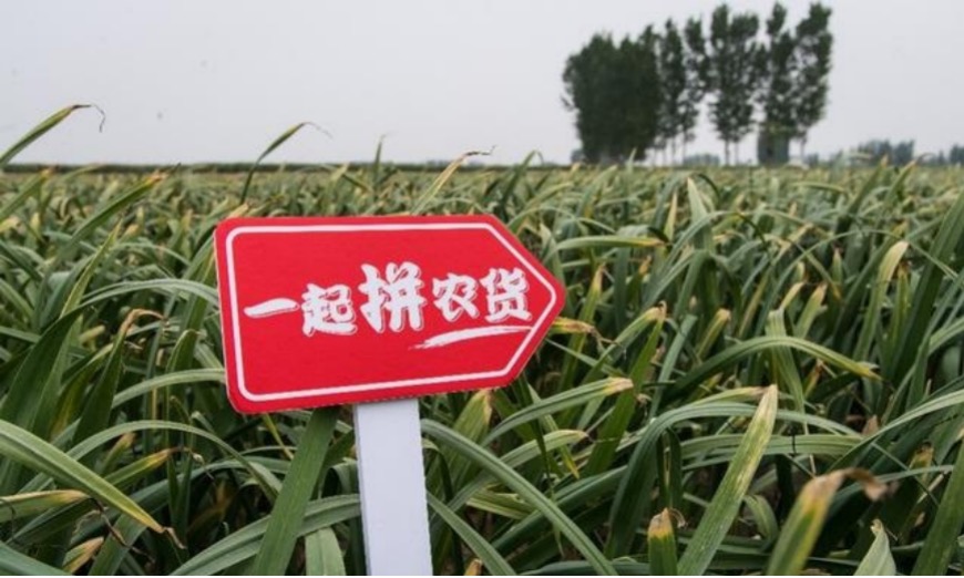 拼多多无货源模式的选品思路,拼多多农产品运营技巧详解