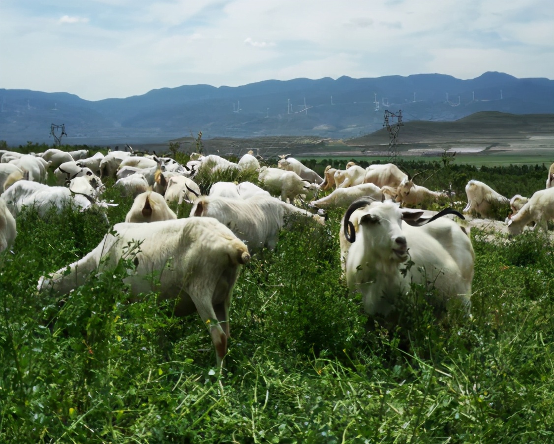 全球黄金奶源带分布图,全球黄金奶源地