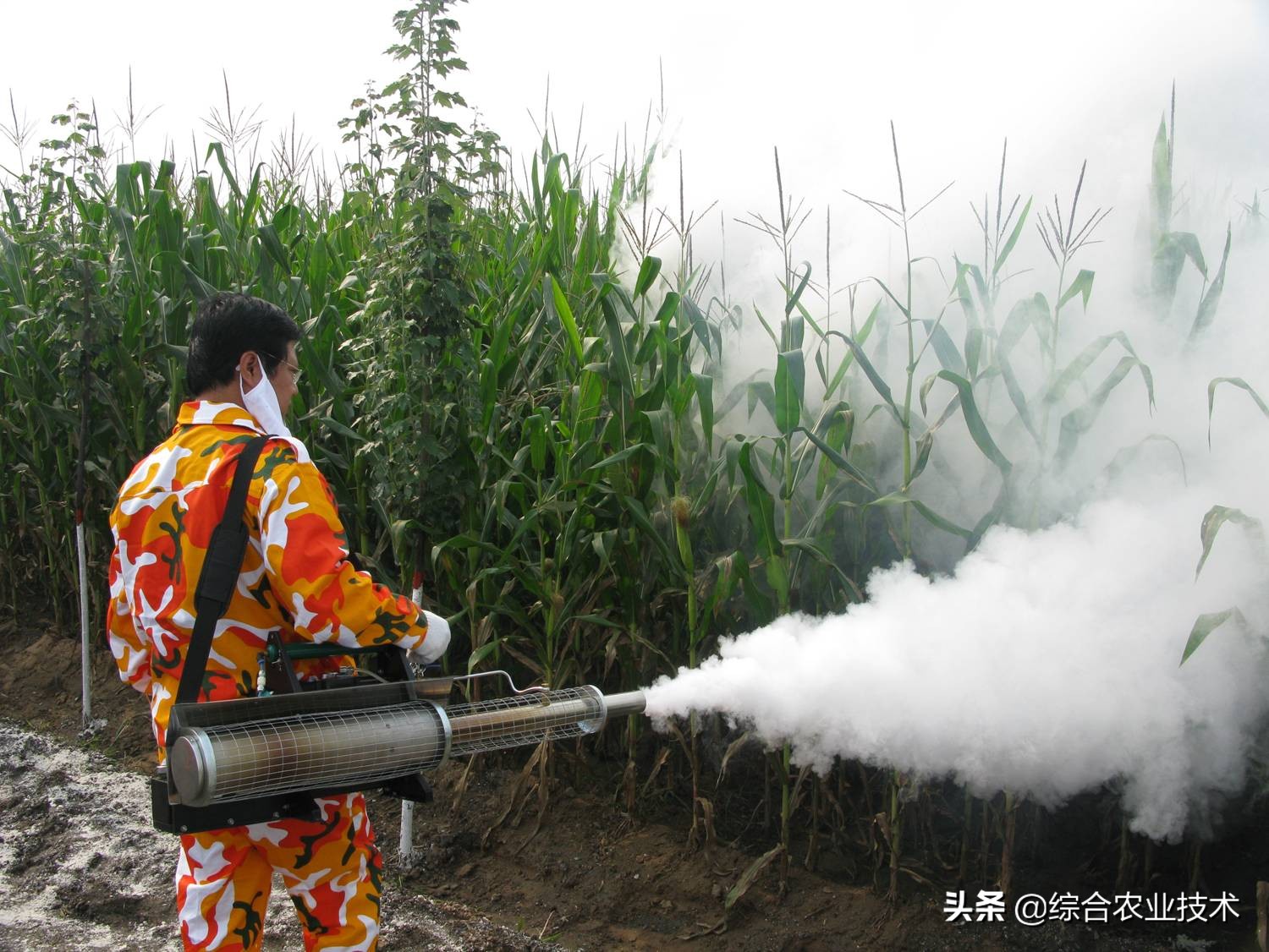 玉米怎么管理才能高产,种玉米怎么配肥料高产