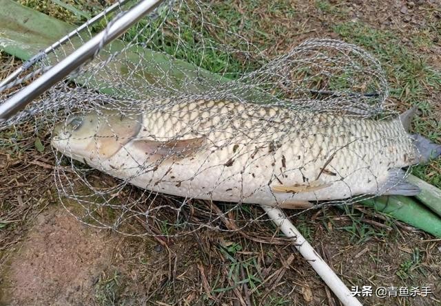 怎么选钓草鱼的钓点和时间,钓草鱼如何选择合适的钓点