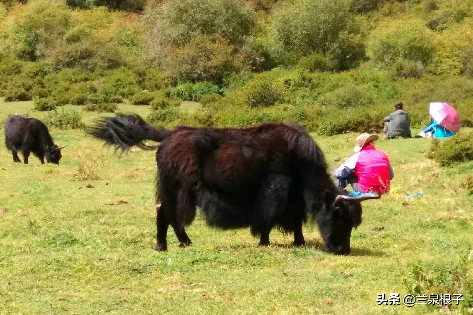 夏河县达尔宗湖景区电话,夏河县达尔宗湖游玩攻略