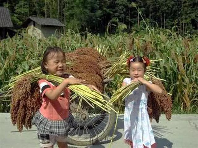 高粱全世界都有吗,各种高粱的认识