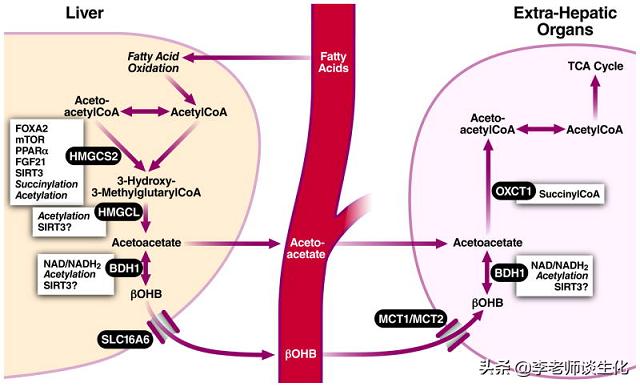 酮体的大体代谢过程,酮体的代谢有何特点和生理意义
