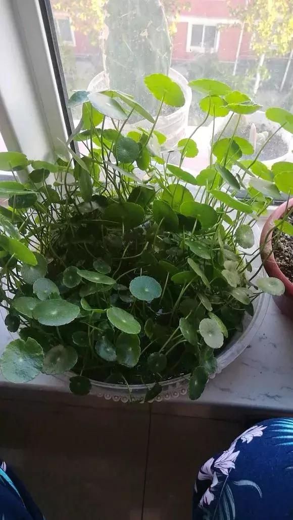 铜钱草与马蹄莲区别,马蹄金铜钱草怎么更旺盛