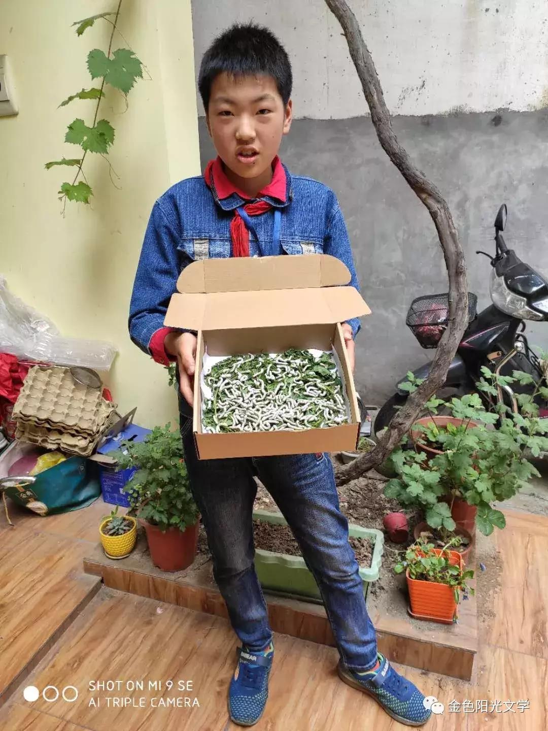 养蚕作文四年级400字,养蚕的作文三年级300字