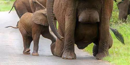 这些动物能自己治病，都不需要兽医出马，甚至吃药改后代性别