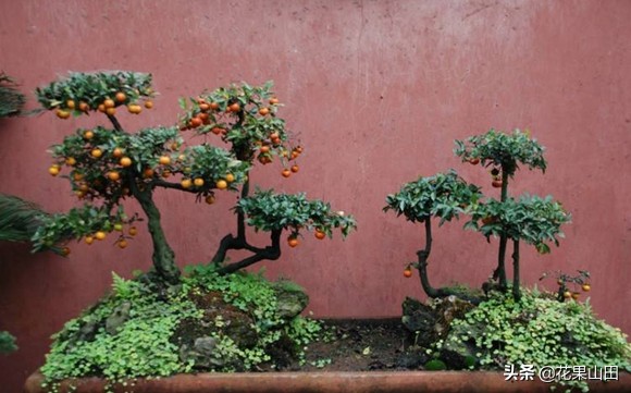 金弹子缠膜出芽了怎么处理,金弹子生桩缠膜发芽怎么处理