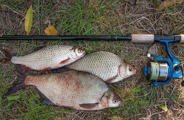 钓到小鲫鱼如何做菜,钓鲫鱼的最好面食