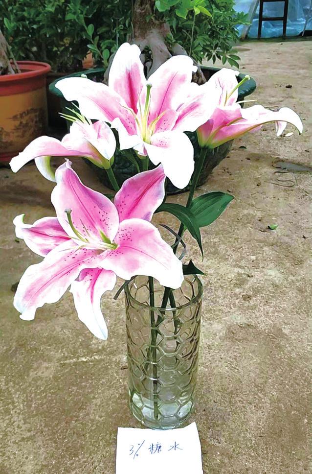 鲜切花圣心百合养护,百合鲜切花养护方法