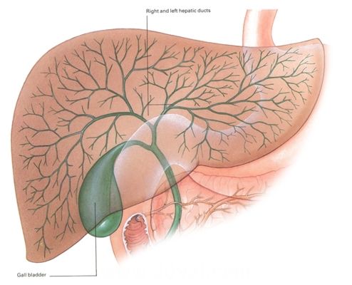 老年人胆囊炎怎么治疗效果最好,老年胆囊炎的症状及治疗