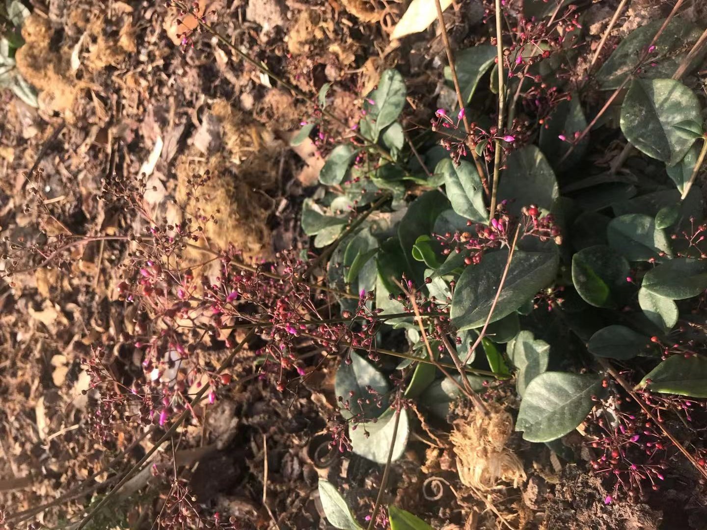 每日一药土人参补气润肺止咳调经,身体虚抵抗力差吃什么人参好