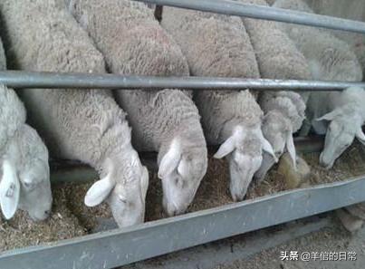 绵羊养殖技巧教学,绵羊的正确养殖方法