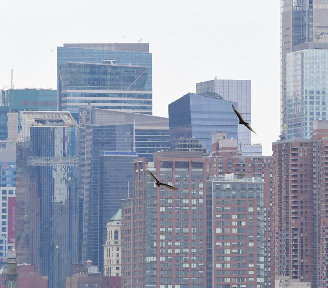 野猪、美洲狮“进城”都不稀奇，它的到来却让无数纽约人毛骨悚然