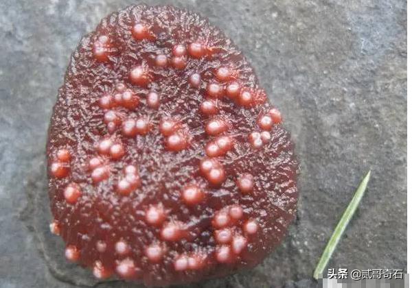 580万筋脉玛瑙手串,一条玛瑙手串多少钱