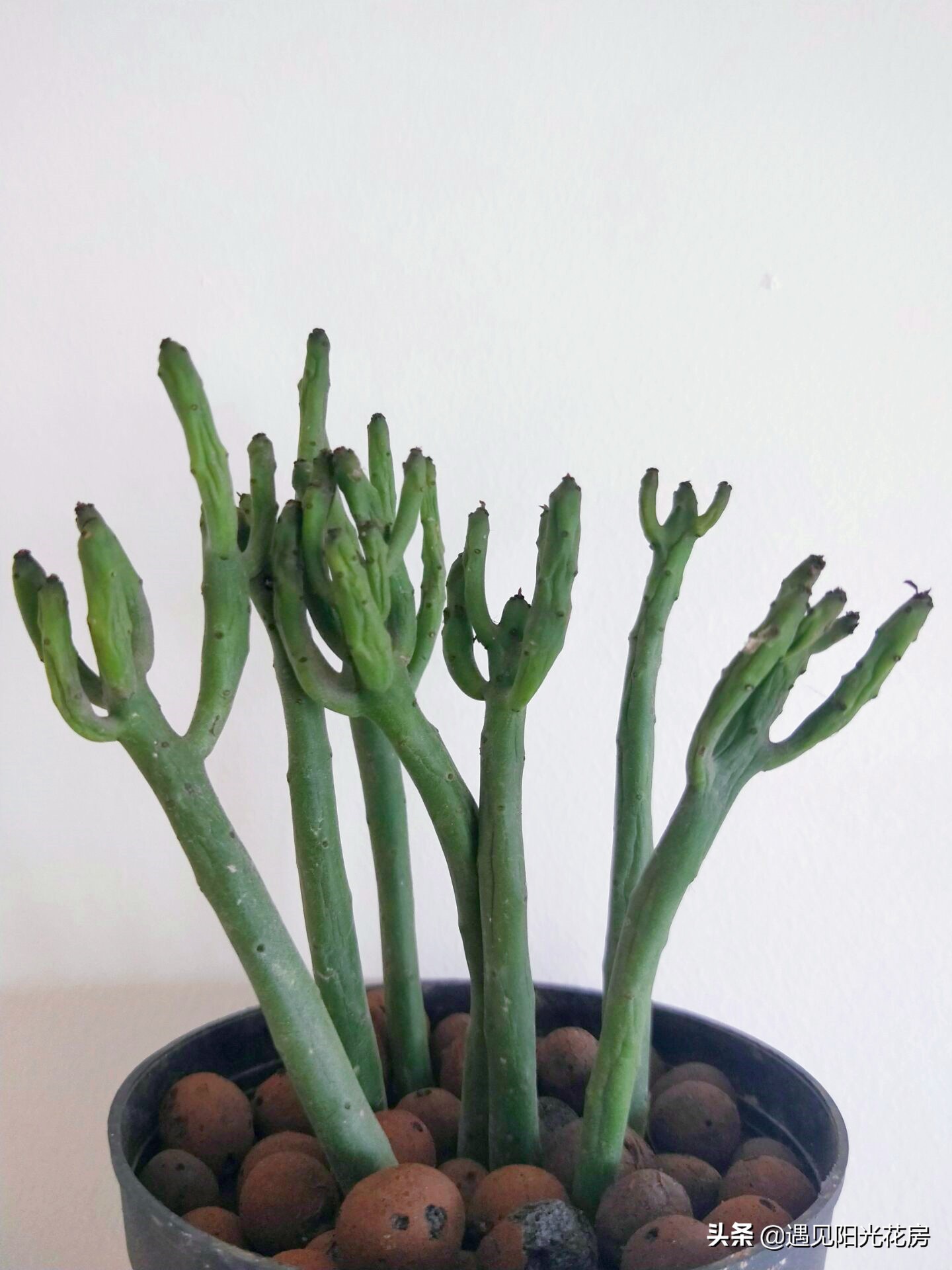 树干发黄发硬怎么回事,光棍树杆子干瘪是什么原因