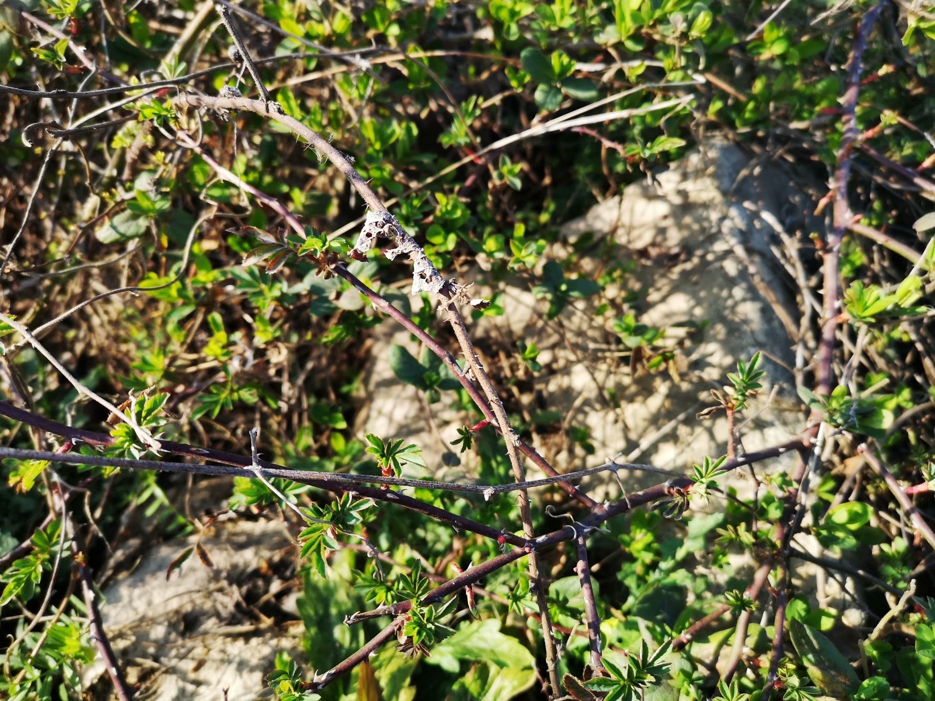 摩托周边旮旯游——探访蚌埠李楼鲁山寺遗址（上）
