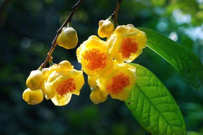 小吉小力品牌创始人,小吉小力创始人