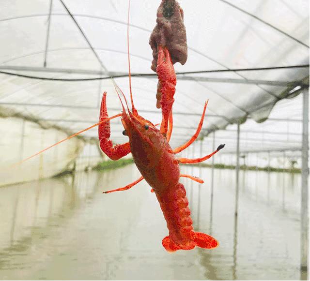 龙虾爱好者集合,虾场钓龙虾的方法和技巧