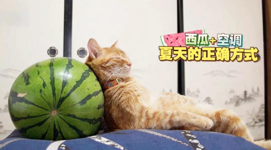 天气热怎么给猫散热,猫怕热怎么办最有效的方法