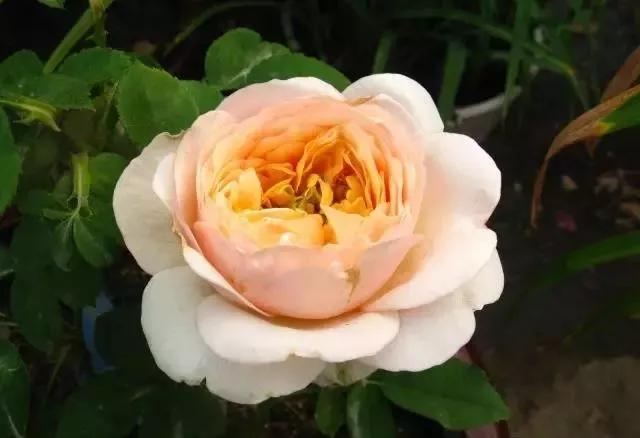 100种玫瑰图片大全,100种玫瑰鲜花你认识吗