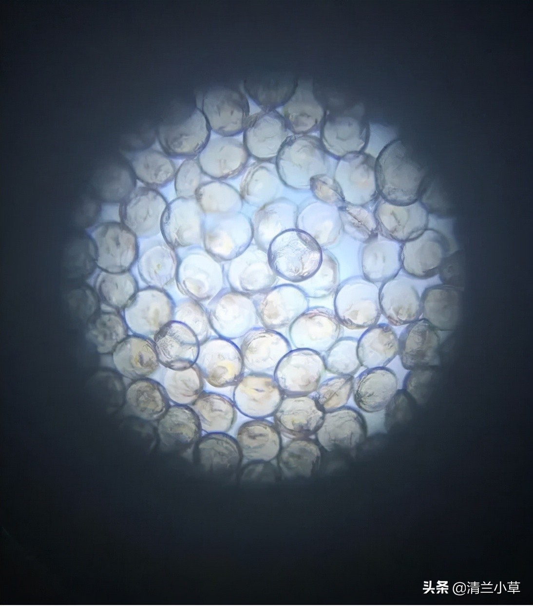 珍珠的知识图片大全,珍珠最全知识