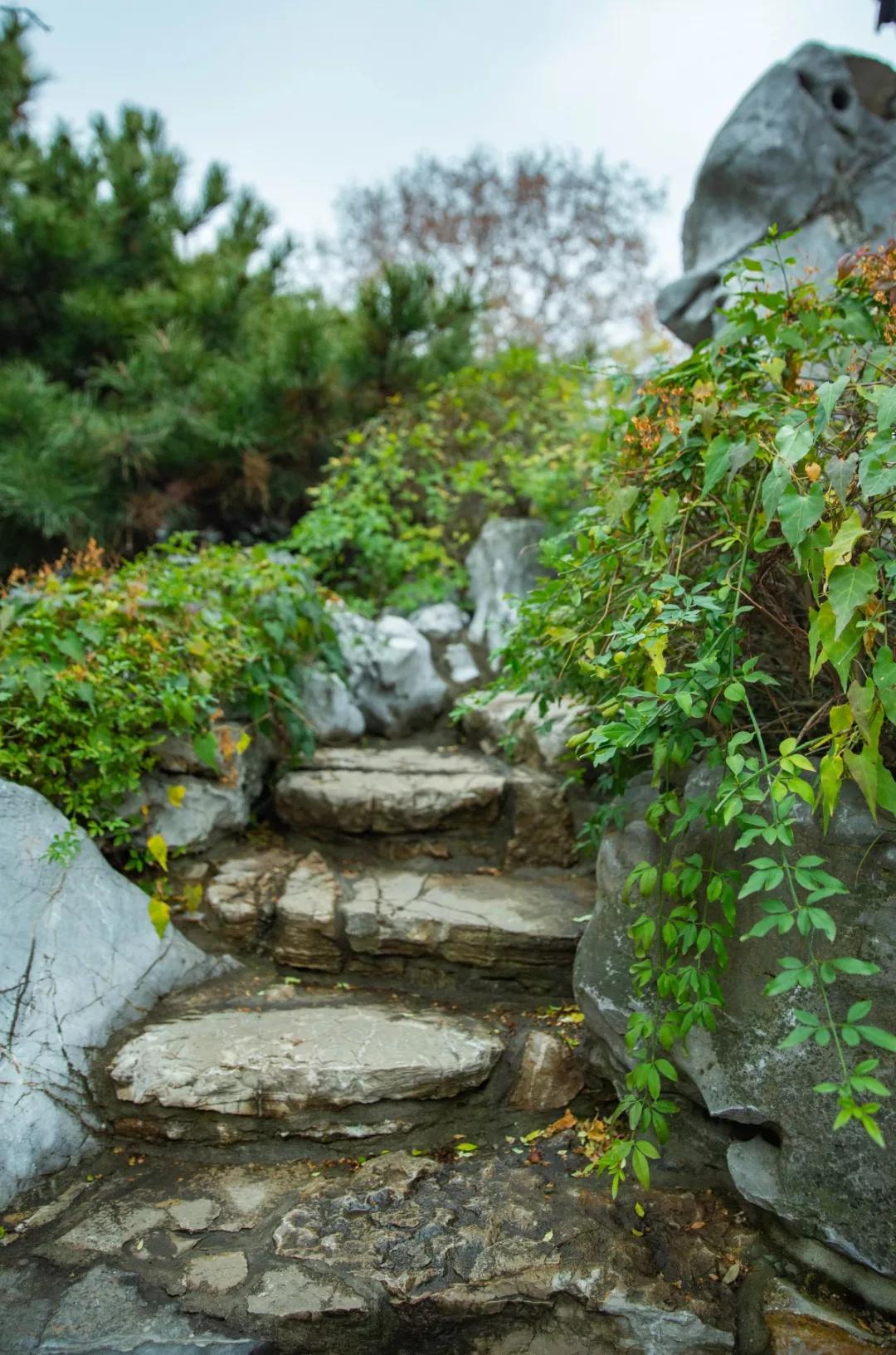 南京腊梅最佳观赏时间,南京赏梅花景点推荐