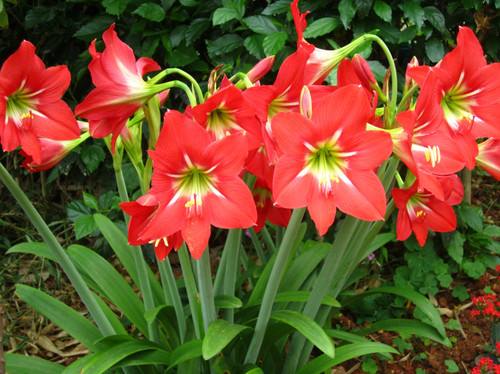 多年生好养的花球推荐,好看又好养的绣球花