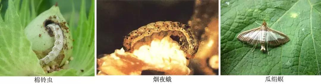 蔬菜害虫种类大全,蔬菜害虫分类及图片大全