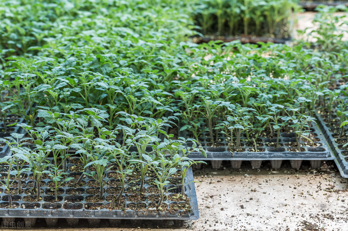 专家教您如何挑选种子,专家教你如何选择育苗基质