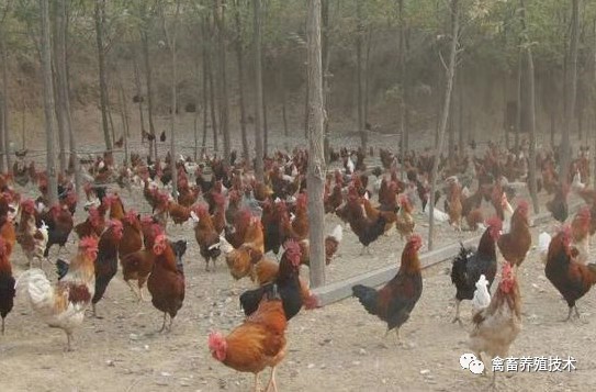 鸡出现肿头肿脸喂什么药,如何治疗鸡肿头肿脸