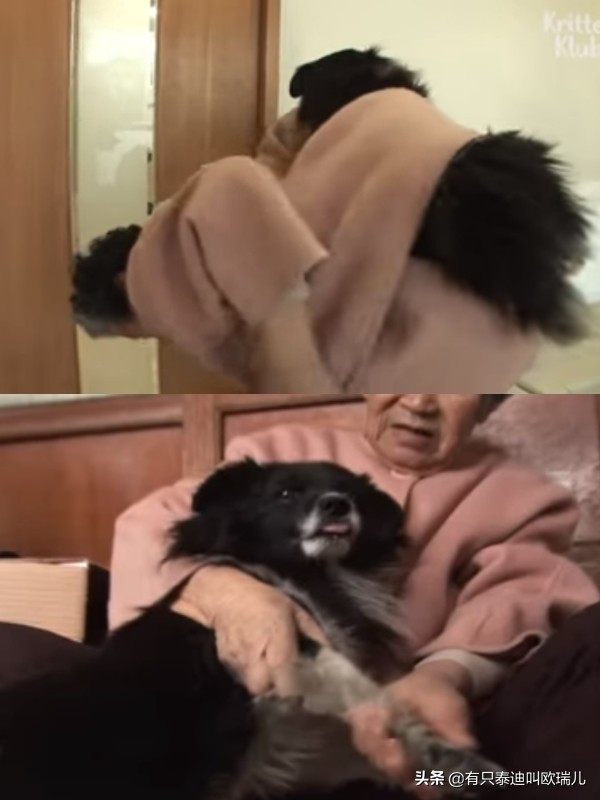 狗狗后腿瘸了给它坐了专属轮椅,狗狗瘸腿扶主人