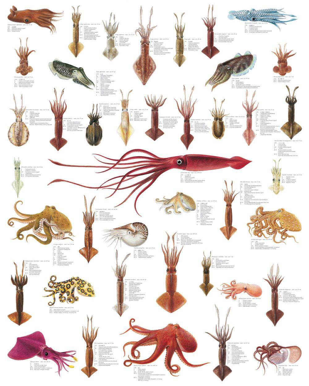 怎么区分章鱼八爪鱼鱿鱼墨鱼乌贼,章鱼鱿鱼墨鱼都是软体动物吗