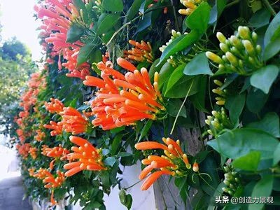 三种最旺家的爬藤植物,最好种的爬藤植物