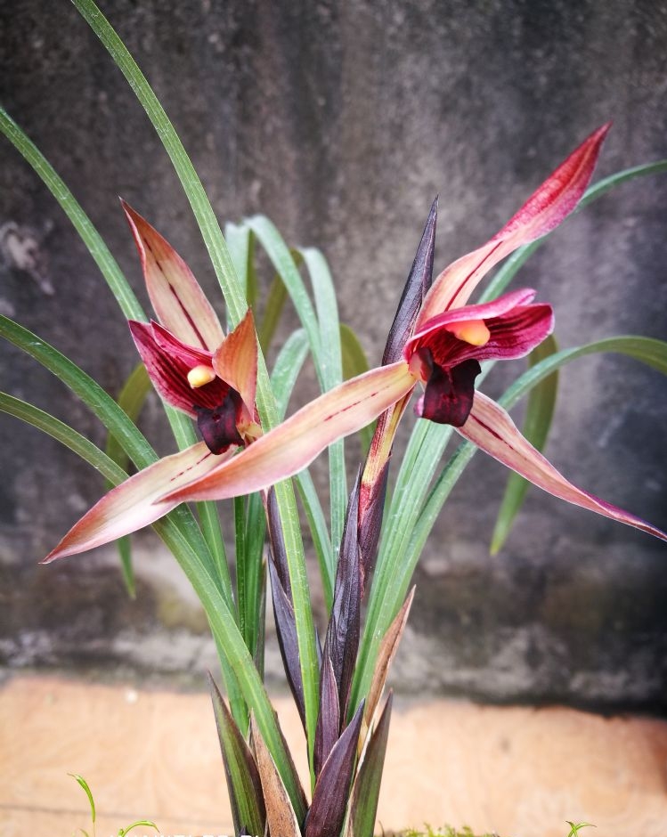 生长在悬崖峭壁上的野生兰花,贵州大山里的兰花