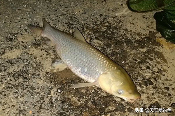 夜钓最厉害的钓法,夜钓该怎么钓路亚