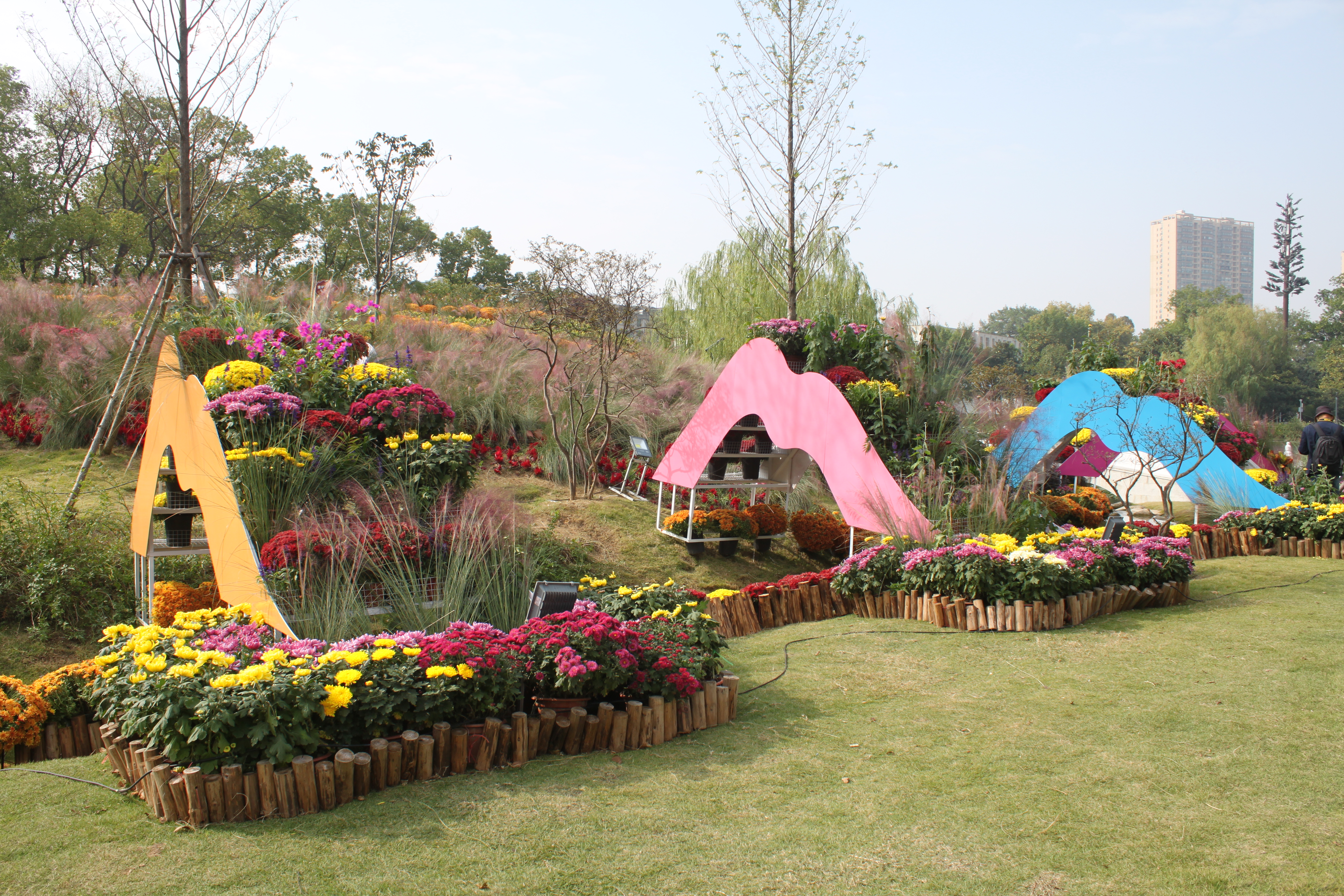 金秋时节菊展赏菊,趁着周末逛菊展