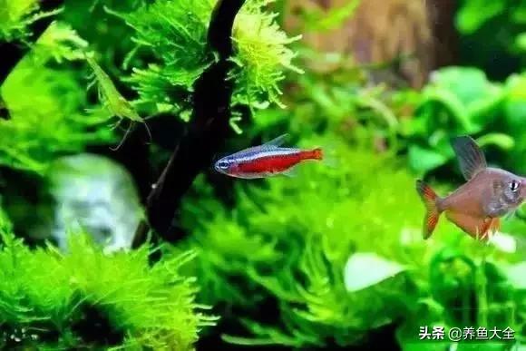 养鱼大神都养什么鱼,鱼缸养鱼都有哪些鱼