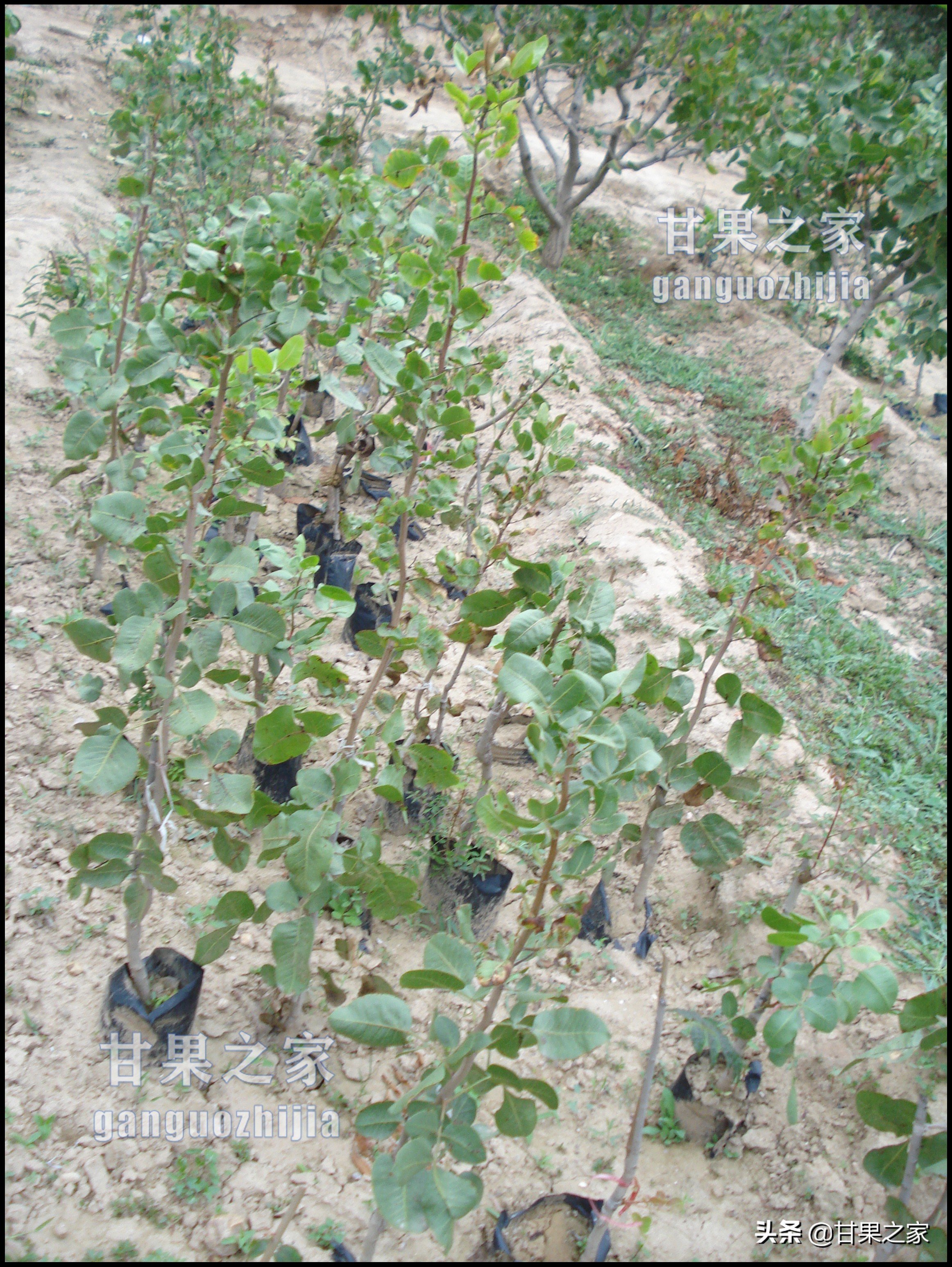 开心果的生长环境是什么,开心果是什么果树种出来的