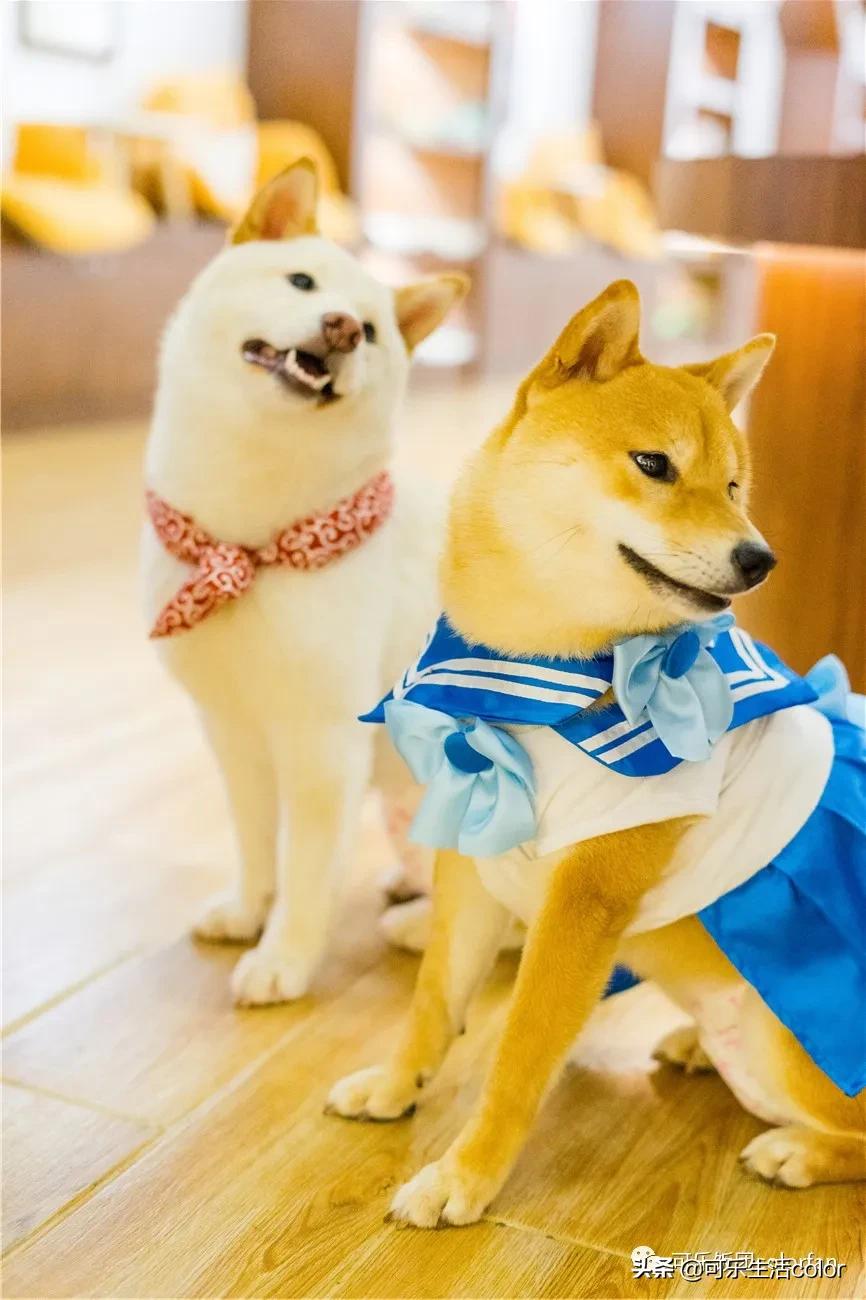 广州撸柴胜地！仲有怀旧零食、游戏室激萌柴犬周边