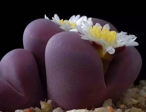 多肉生石花好看视频,多肉生石花开图