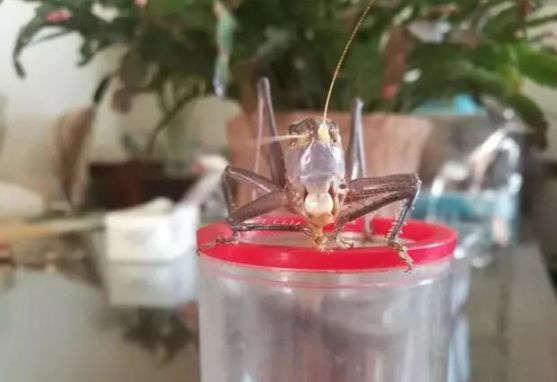 不是百日虫吗？为什么我的蝈蝈6天就挂了