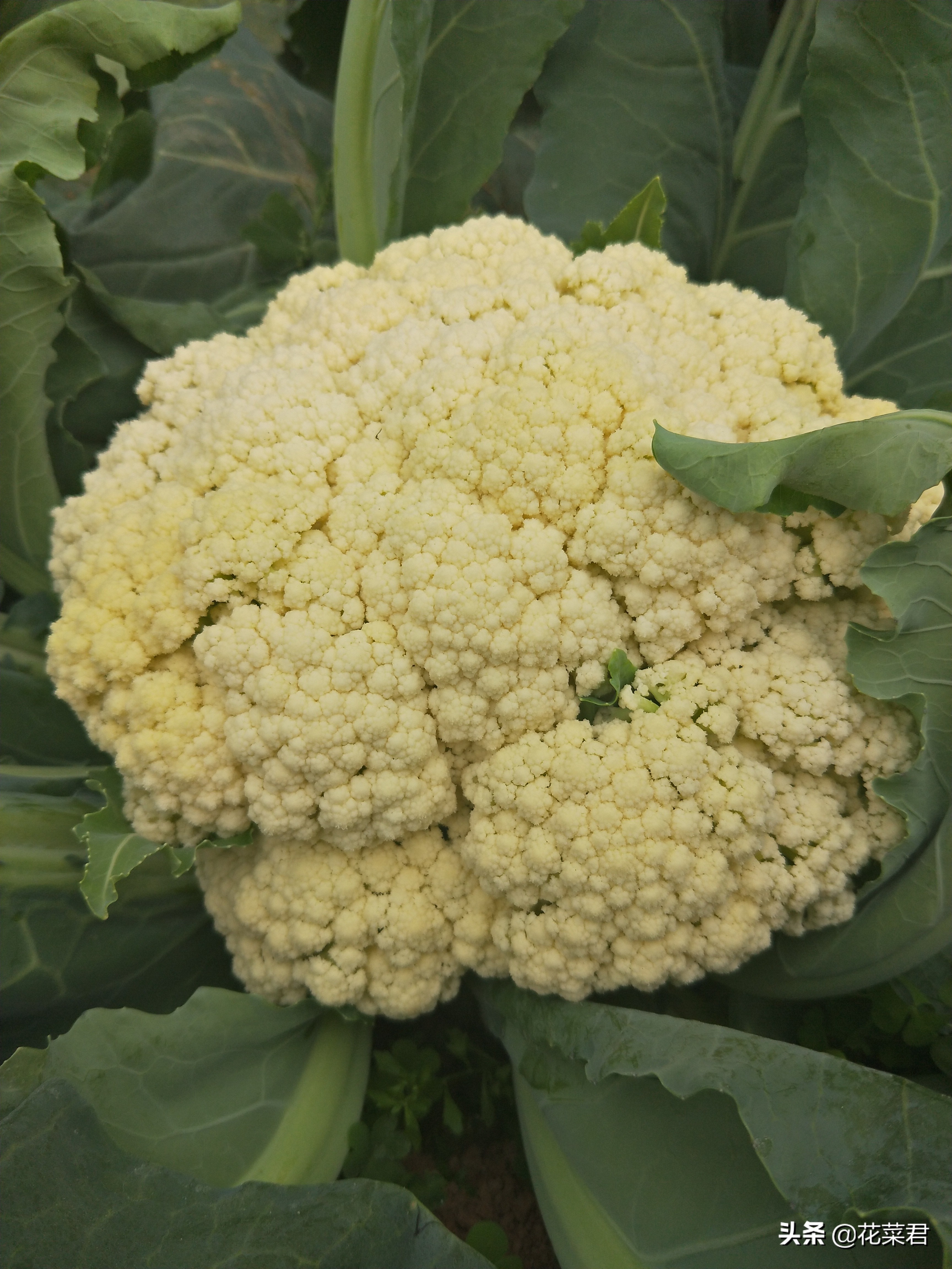 花菜生虫怎么处理,花菜烂了怎么办