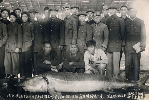 松花江名鱼排行,黑龙江和松花江的鱼