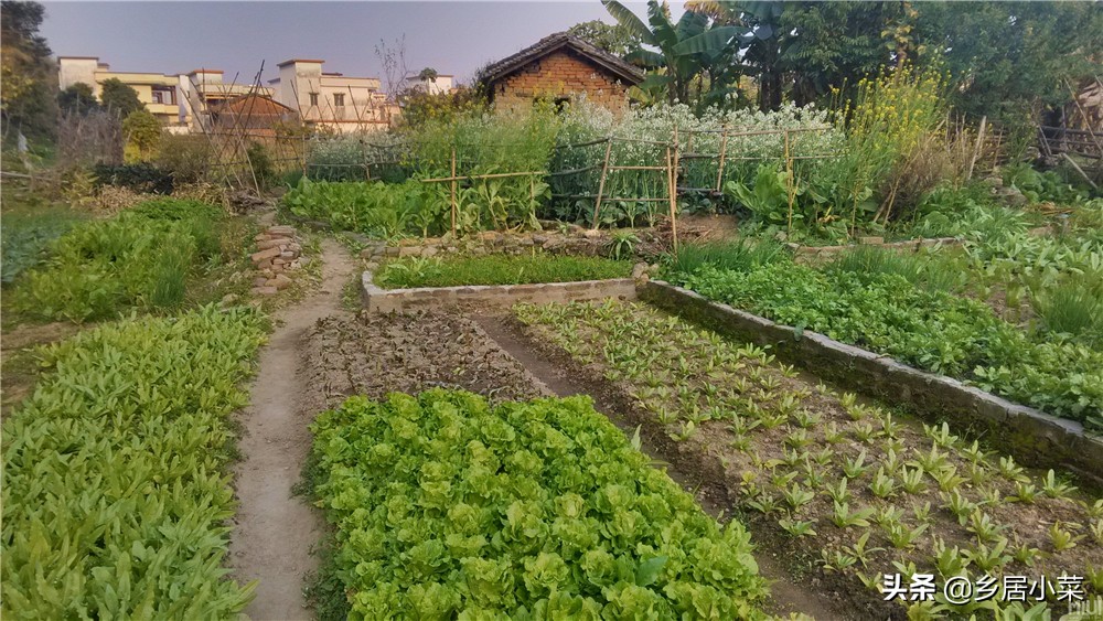 夏季种菜总是刮大风怎么办,刮台风对菜地有什么影响