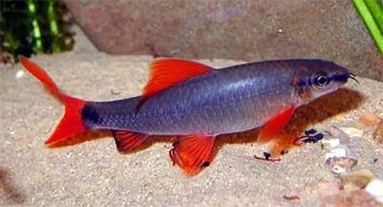 水族市场淘来的泰国鱼，一进缸就招惹是非，差点把同类干掉