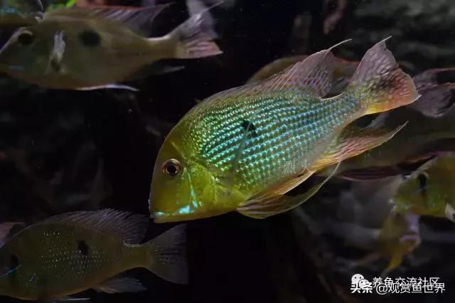 食土鲷一般多大尺寸,食土鲷哪个品种小一点