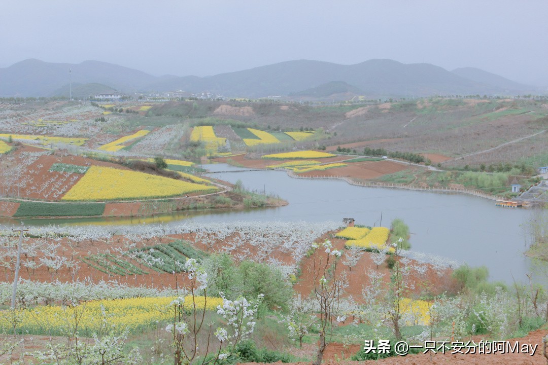 汉中洋县油菜花旅游地点推荐,汉中看油菜花是去洋县还是西乡